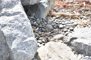 Ein steiniger Strand mit verstreuten Felsen und Kieseln, der eine kleine Eidechse zeigt, die auf einem Felsen sitzt, und trockenes Laub und Stöcke im Hintergrund.