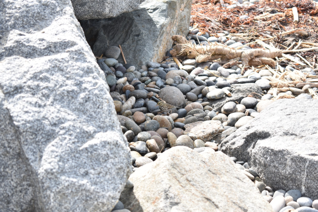 Ein steiniger Strand mit verstreuten Felsen und Kieseln, der eine kleine Eidechse zeigt, die auf einem Felsen sitzt, und trockenes Laub und Stöcke im Hintergrund.