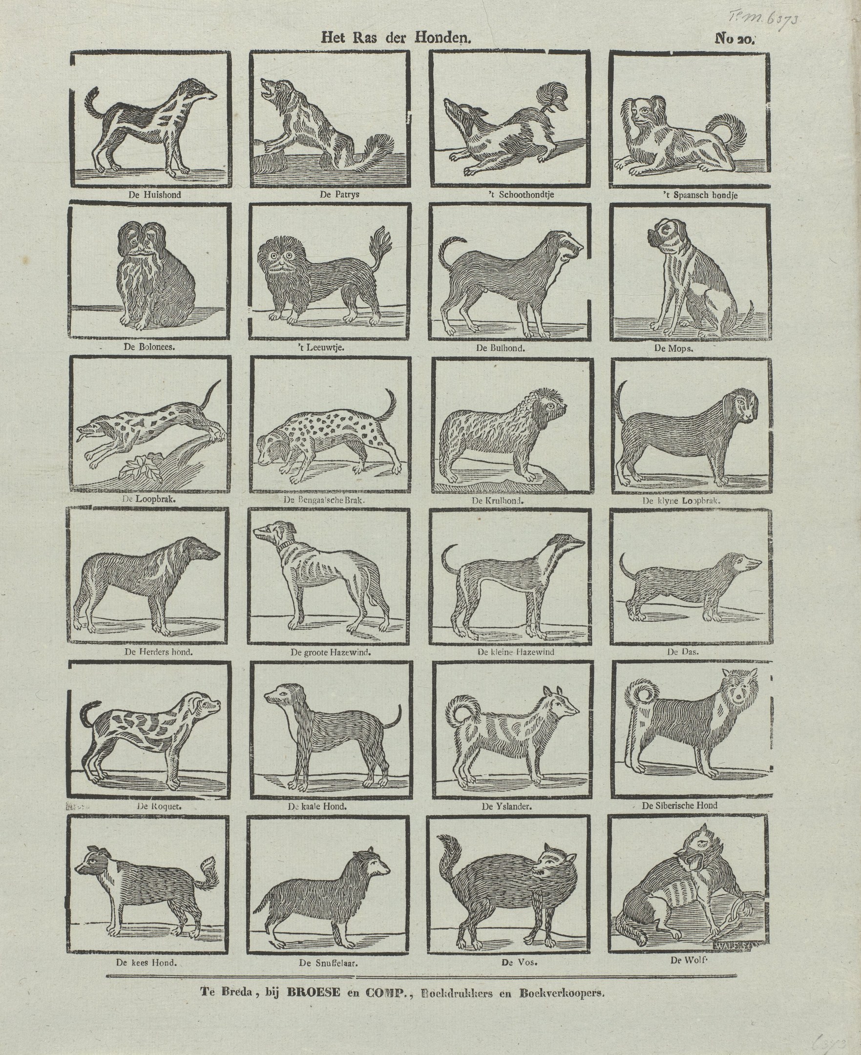 Ein offenes altes Buch mit verschiedenen Hundezüchtungen und begleitenden Textbeschreibungen.