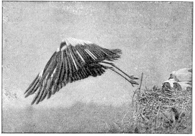 Ein Schwarz-Weiß-Foto eines Storchs, der über ein Nest fliegt und seine Flügel ausbreitet, das Nest befindet sich auf der rechten Seite des Bildes, mit Text unten.
