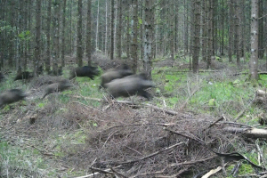 Eine Gruppe von Wildschweinen läuft durch einen Wald mit Gras, Pflanzen und Bäumen im Hintergrund.