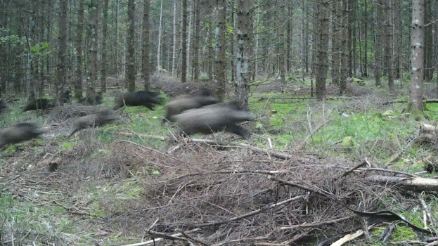 Eine Gruppe von Wildschweinen läuft durch einen Wald mit Gras, Pflanzen und Bäumen im Hintergrund.
