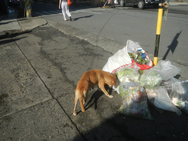 Ein Hund steht neben einem Haufen Müllsäcke auf einer Straße, mit Füßgängern, Fahrzeugen, Gebäuden, Bäumen und einem klaren blauen Himmel im Hintergrund.