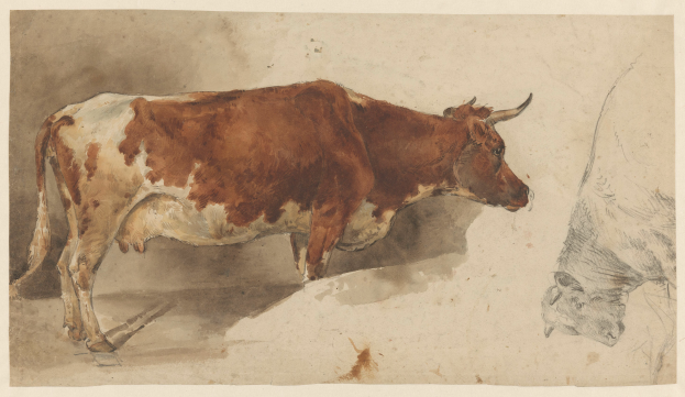 Eine braune und weiße Kuh steht aufrecht mit erhobenem Kopf und gespitzten Ohren neben einer anderen Kuh, die wegguckt, beide auf einem Papier mit Text.