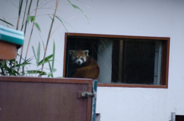 Ein rotes Panda mit braun-weißem Fell sitzt in einem Fenster und schaut nach außen. Links neben dem Fenster befindet sich ein braunes Objekt und im Hintergrund eine weiße Wand.