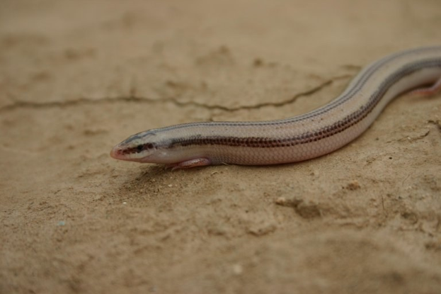 Eine kleine blinde Schlange, ein reptil mit hellbrauner Haut und dunkleren braunen Streifen, sitzt auf Erde und leckt ihre Zunge.