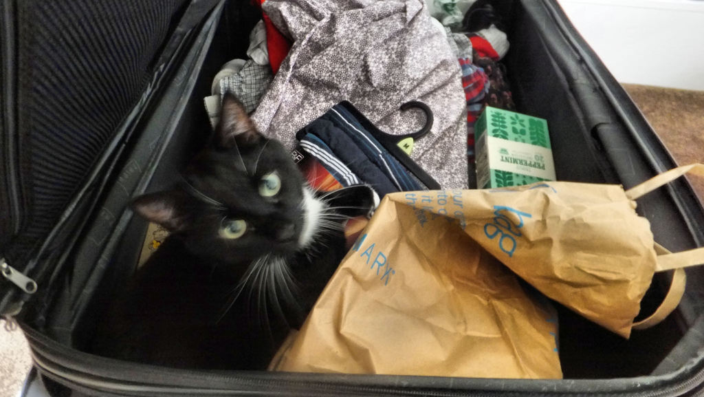Ein Koffer voller Katze, umgeben von Kleidung.