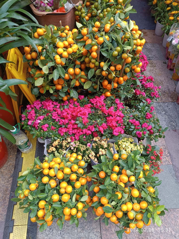 Ein Haufen Orangen auf einem Gehweg, umgeben von grünen Pflanzen, bunten Blumen und verstreuten Flaschen und anderen Gegenständen.