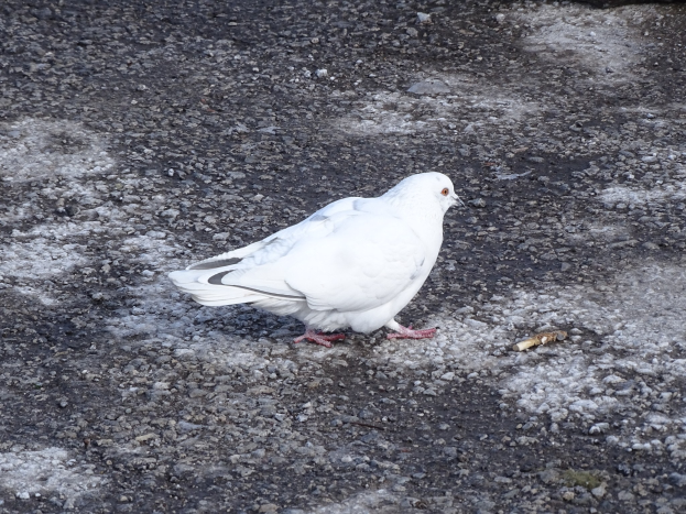 Eine weiße Brieftaube mit schwarzen Flügeln, Kopf, Füßen und schwarzen Augen und einem gelben Schnabel, die neben einem Felsen auf dem Boden steht.