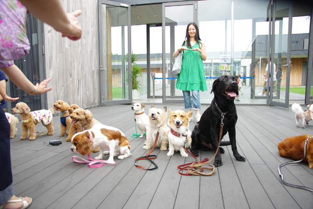 Eine Gruppe von Hunden verschiedener Farben ist auf einer hölzernen Oberfläche in der Nähe einer Glastür versammelt, mit Menschen, einer Handtasche, einem Gerät, einer Pflanze, Gras, Gebäuden und einem weißen Himmel im Hintergrund.