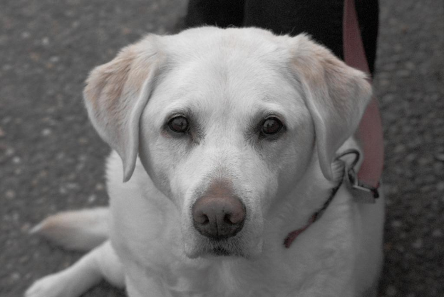 Ein Hund an der Leine und eine Person sind teilweise auf einer Straße zu sehen.