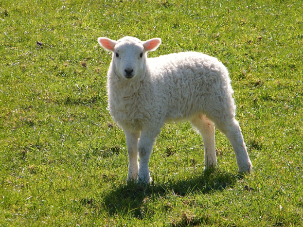 Ein einzelnes Schaf steht auf einer grünen Landschaft.