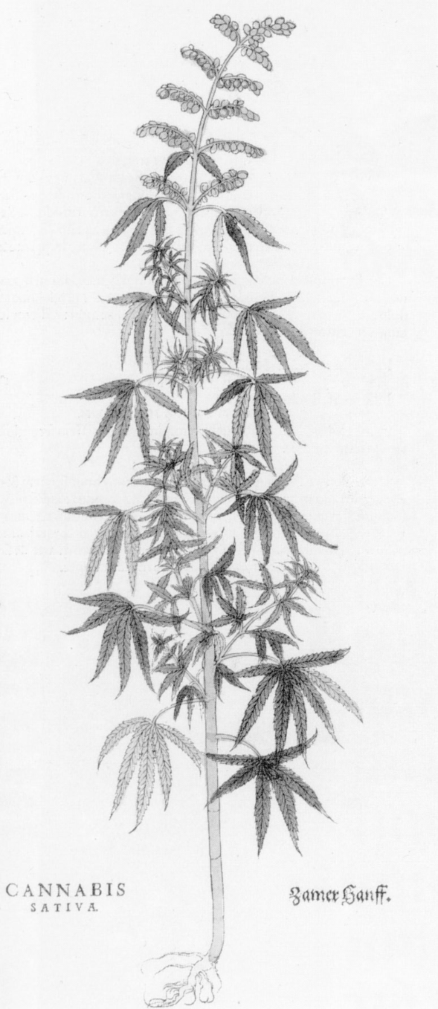 Schwarz-weiß-Zeichnung einer Cannabis sativa-Pflanze mit sichtbaren Blättern und Stängeln, beschriftet mit "Cannabis Sativa" unten.