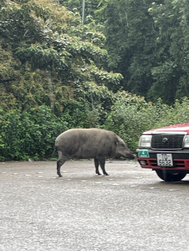 POL-LIP: Kreis Lippe. Vorsicht: Wildtiere auf Lippes Straßen.