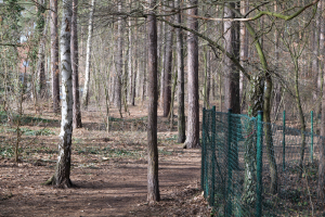 Ein gewundener Pfad durch einen dichten Wald aus hohen, grünen Bäumen mit einem grünen Zaun auf der rechten Seite.