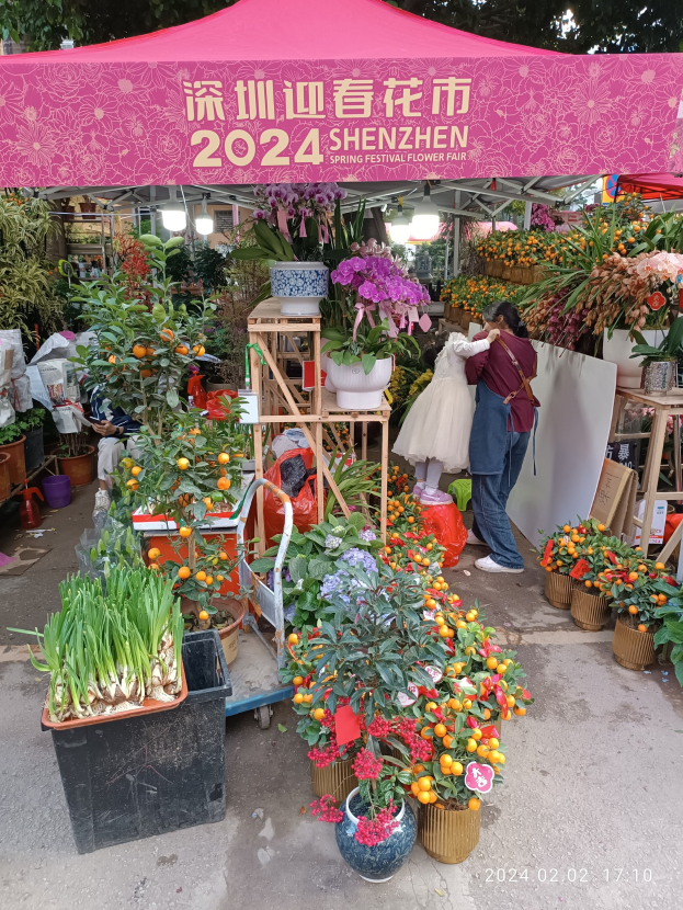 Menschen unter einem pinken Zelt auf dem Shenzhen Frühlingsblumenfest, umgeben von farbenfrohen Topfpflanzen und beleuchteten Lichtern, mit Bäumen im Hintergrund.