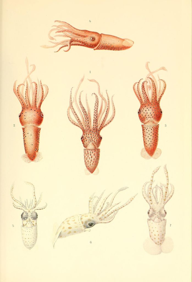 Eine Skizze eines Kraken mit acht Tentakeln, gezeichnet in schwarzer Tinte auf einem weißen Hintergrund.